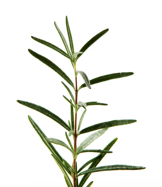 Fresh Rosemary Herb White Background Stock Picture