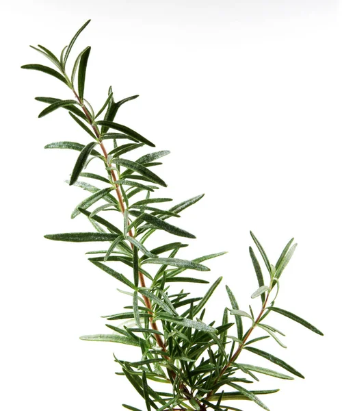 Fresh Rosemary Herb White Background Royalty Free Stock Photos