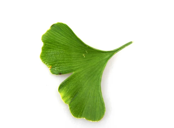 Folha Ginkgo Biloba Contra Fundo Branco — Fotografia de Stock