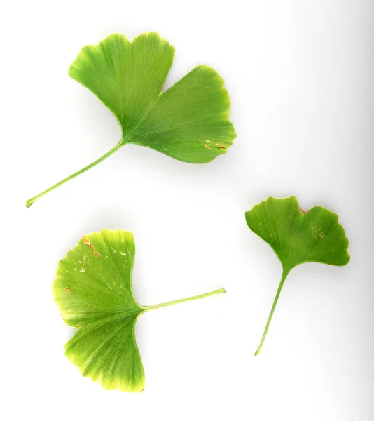 Hoja Ginkgo Biloba Contra Fondo Blanco —  Fotos de Stock