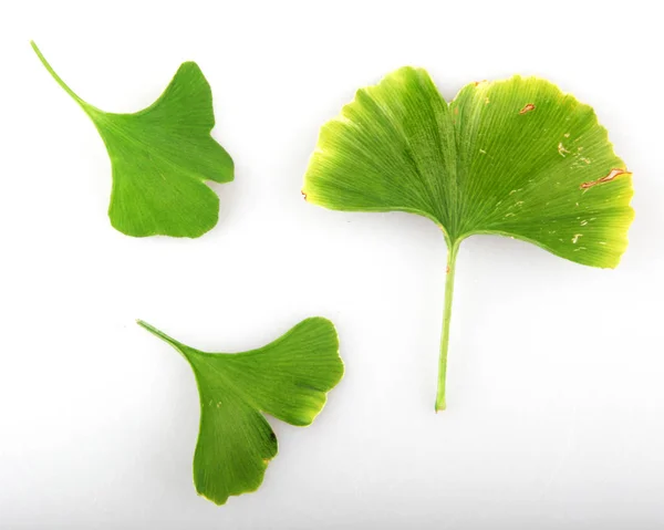 Ginkgo Biloba Foglia Sullo Sfondo Bianco — Foto Stock