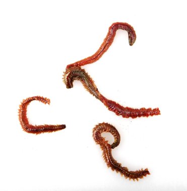 Beyaz Arka Plana Karşı İstiridye Solucanı'nın Yakın Çekim