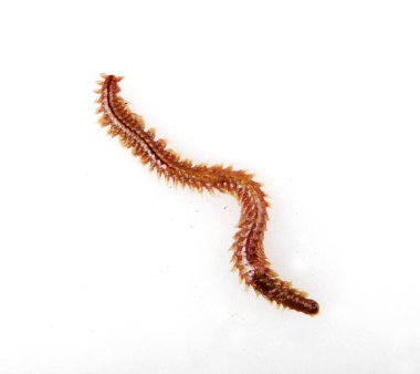 Beyaz Arka Plana Karşı İstiridye Solucanı'nın Yakın Çekim