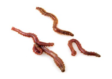 Beyaz Arka Plana Karşı İstiridye Solucanı'nın Yakın Çekim