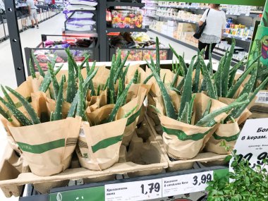 Pomorie, Bulgaristan - 06 Eylül 2019: Aloe Vera Bitkiler Süpermarkette.