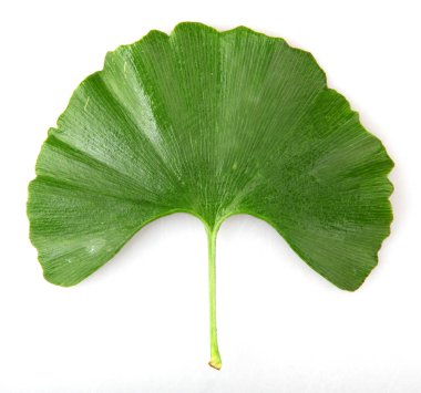 Beyaz arka plan üzerinde izole yeşil ginkgo biloba