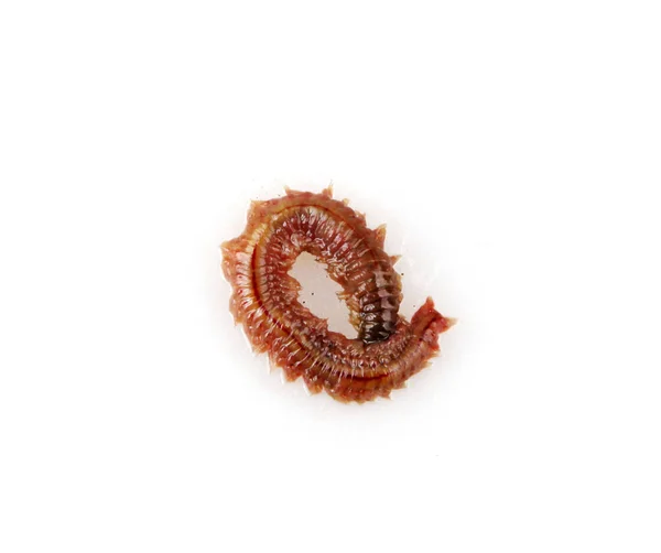 Close Clam Worm White Background — Stock Photo, Image