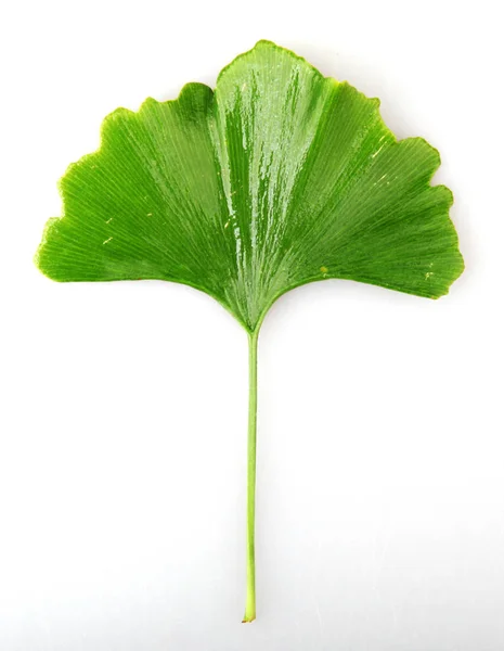 Groene Ginkgo Biloba Geïsoleerd Witte Achtergrond — Stockfoto