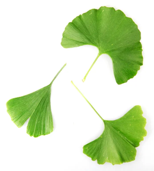 Green Ginkgo Biloba Isolated White Background — Stock Photo, Image