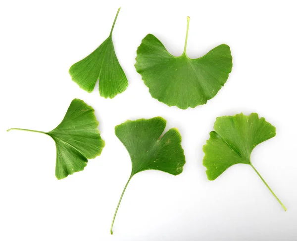 Ginkgo Biloba Verde Aislado Sobre Fondo Blanco —  Fotos de Stock