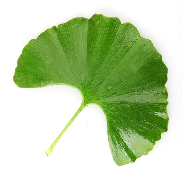 Ginkgo Biloba Verde Isolado Sobre Fundo Branco — Fotografia de Stock