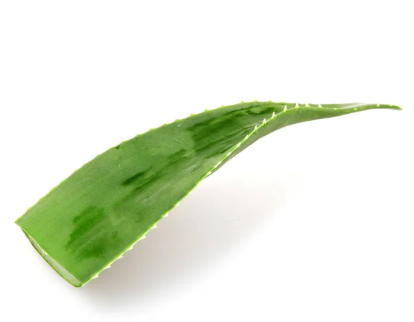 Aloe Vera Beyaz Arkaplanda — Stok fotoğraf