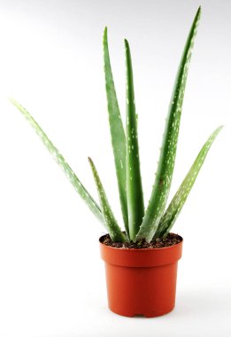 Aloe Vera Beyaz Arkaplanda