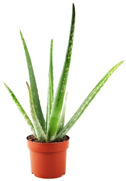 Aloe Vera Bílém Pozadí — Stock fotografie