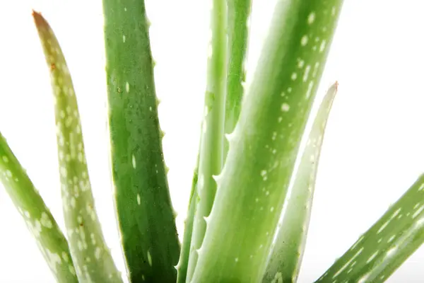 Aloe Vera Beyaz Arkaplanda — Stok fotoğraf