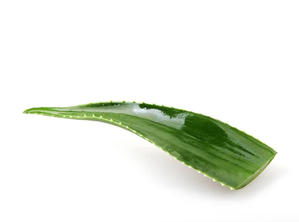 Aloe Vera Sfondo Bianco — Foto Stock