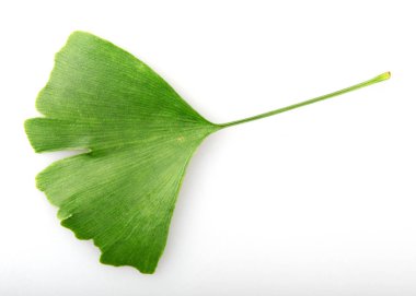 Beyaz arka plan üzerinde izole yeşil ginkgo biloba