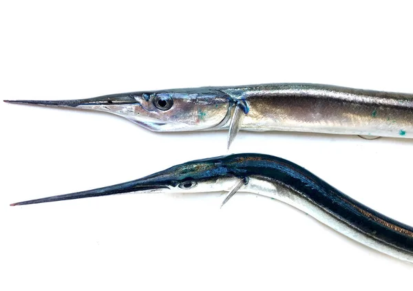 Fresh Raw Needlefish White Background — Stock Photo, Image