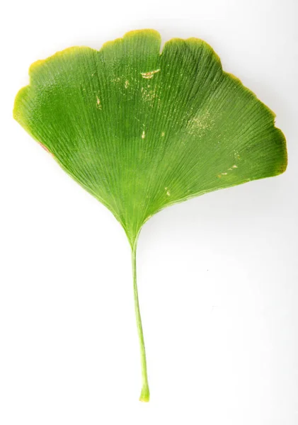 Beyaz Arka Plan Üzerinde Izole Yeşil Ginkgo Biloba — Stok fotoğraf