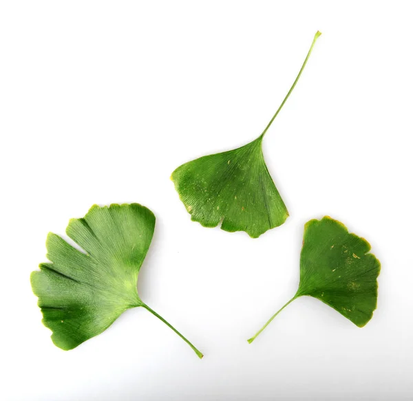 Groene Ginkgo Biloba Geïsoleerd Witte Achtergrond — Stockfoto