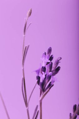 Violet Lavanta Çiçeği Arkaplanının Yakın Çekimi