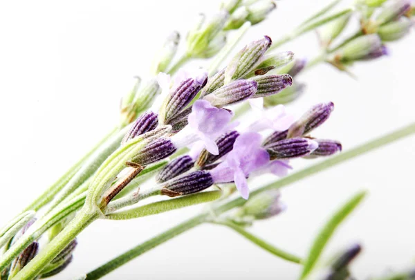 Nahaufnahme Von Lavendelblüten Vor Weißem Hintergrund — Stockfoto