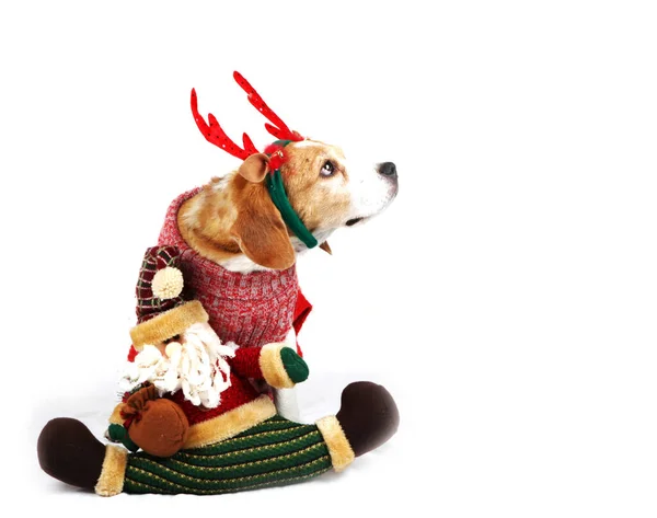 Perro de Navidad como santa —  Fotos de Stock