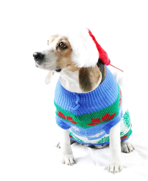 Різдвяний собака як Санта — стокове фото