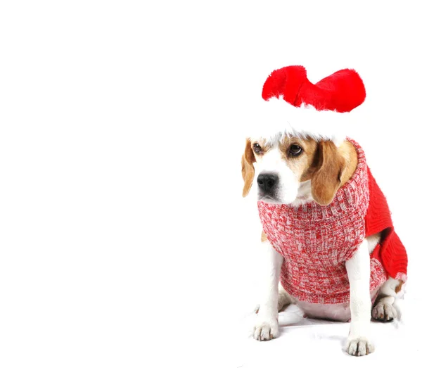 Natal cão como santa — Fotografia de Stock
