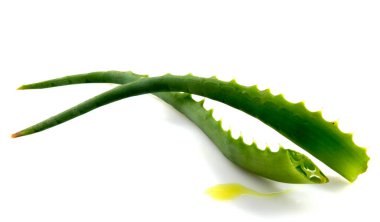 aloe vera bitkisi beyaz üzerine izole
