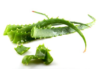 aloe vera bitkisi beyaz üzerine izole