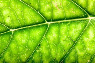 yaprak yeşil arka plan