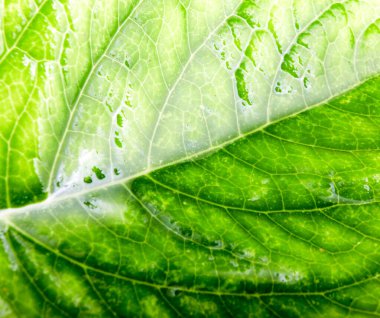 yaprak yeşil arka plan