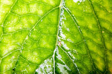 yaprak yeşil arka plan