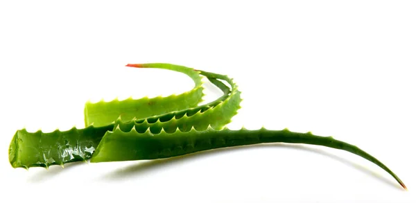 Aloe Vera Plant Isolated On White — Stock Photo, Image