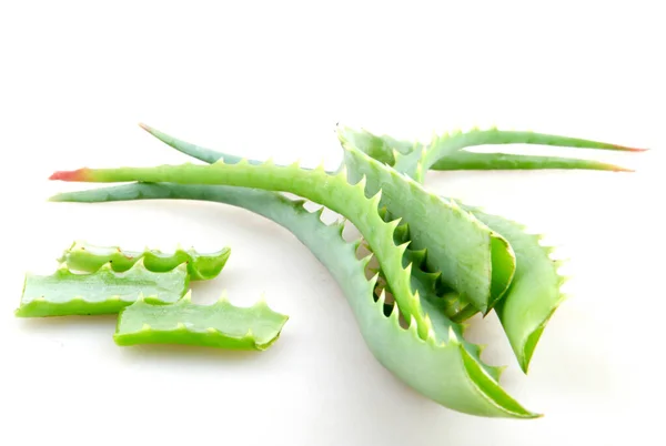 Aloe vera — Fotografia de Stock