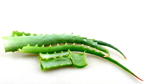 Aloe vera — Stockfoto