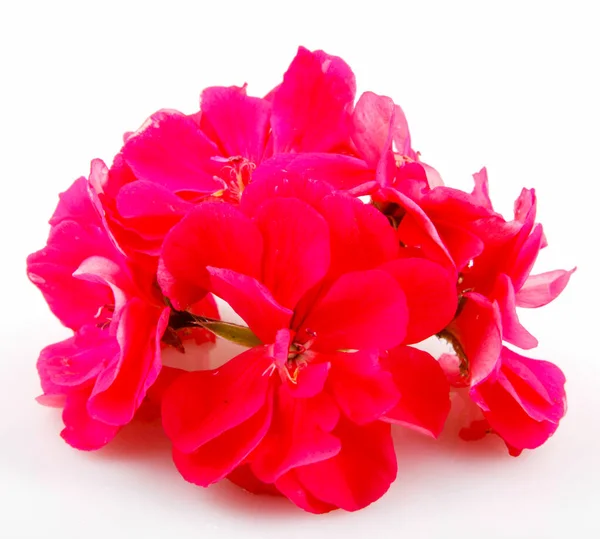 Pelargonium — Stockfoto