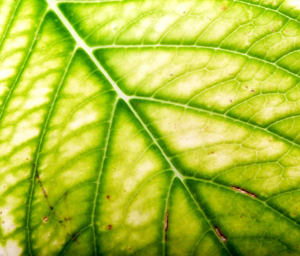 Grönt blad bakgrund — Stockfoto