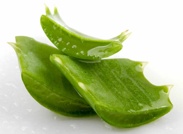 Aloe vera — Stok fotoğraf