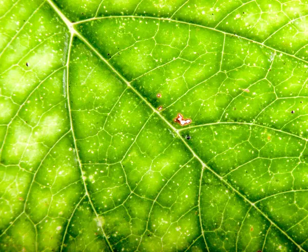 Grönt blad bakgrund — Stockfoto