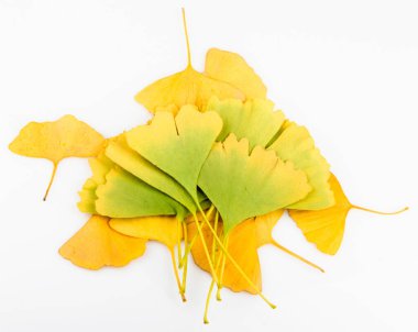 Ginkgo biloba yaprakları