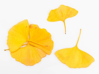 Ginkgo biloba yaprakları