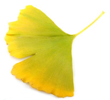 Ginkgo biloba yaprakları