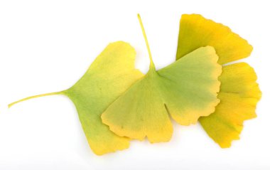 Ginkgo biloba yaprakları