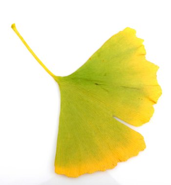 Ginkgo biloba yaprakları