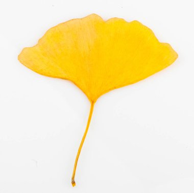 Ginkgo biloba yaprakları