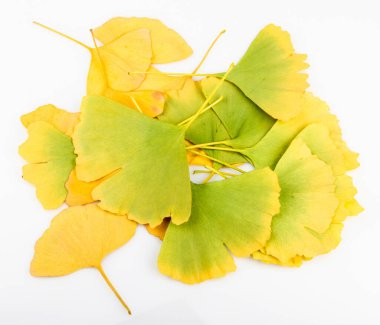 Ginkgo biloba yaprakları