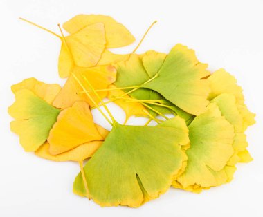 Ginkgo biloba yaprakları