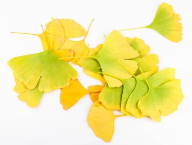 Ginkgo biloba yaprakları